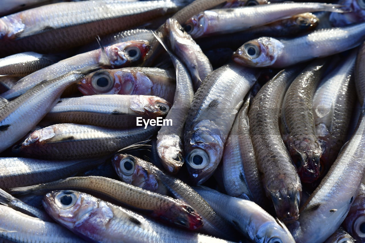 Close-up of fish for sale