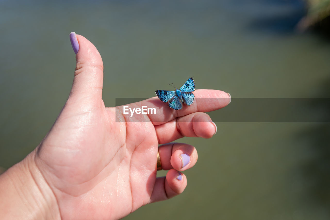 Close-up of hand holding butterfly