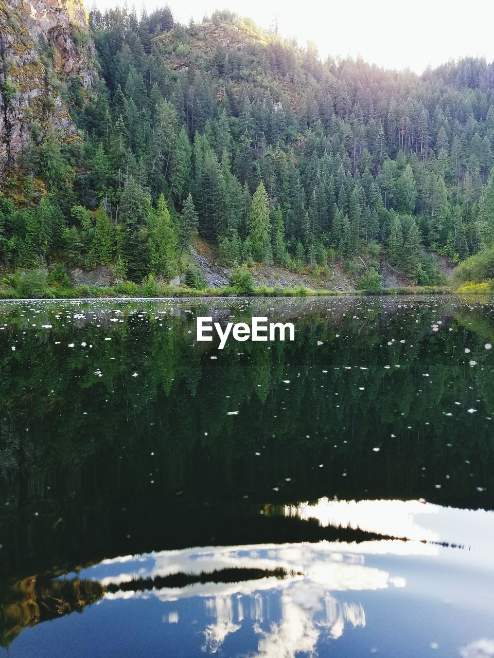 Reflection of trees in lake