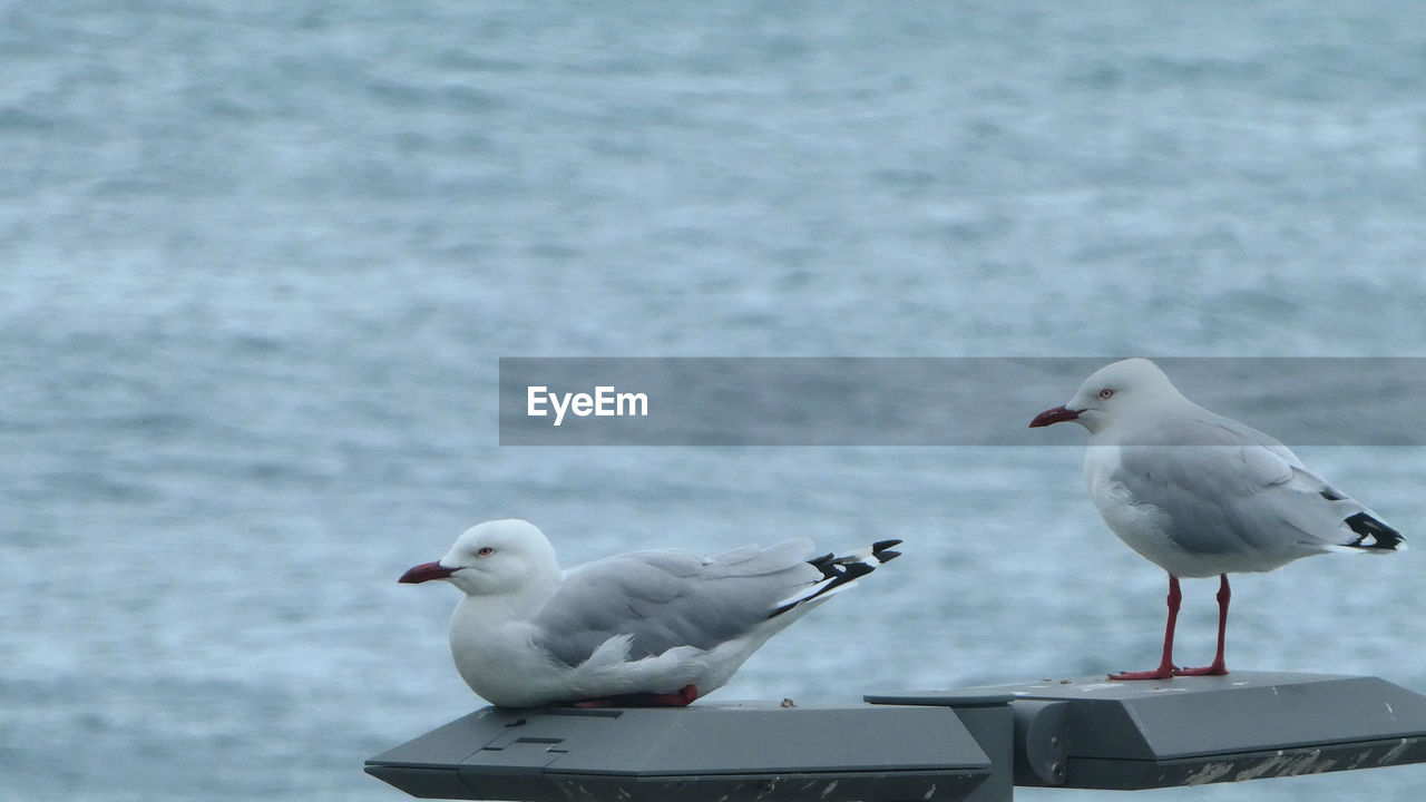 bird, gull, animal themes, animal wildlife, animal, wildlife, european herring gull, seagull, group of animals, seabird, two animals, water, great black-backed gull, sea, no people, nature, perching, day, beak, outdoors, focus on foreground, white