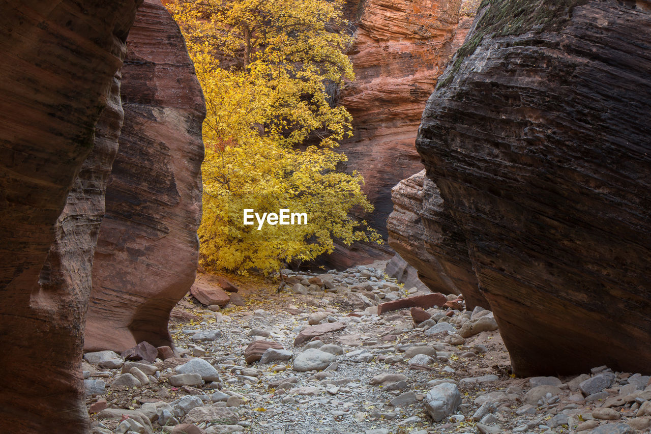 Beautiful autumn trees and rock structures in zion national park in usa