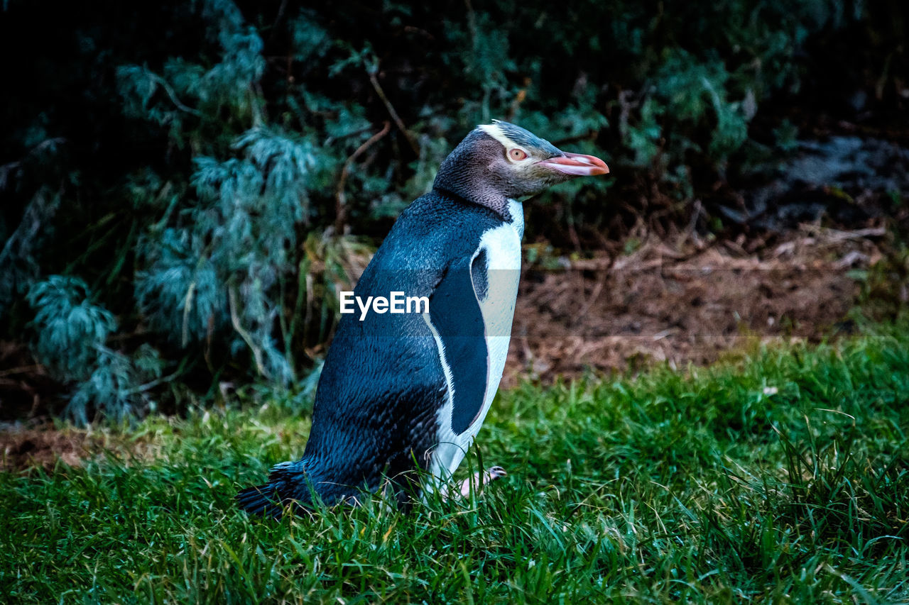 Side view of a yellow eyed penguin on grass