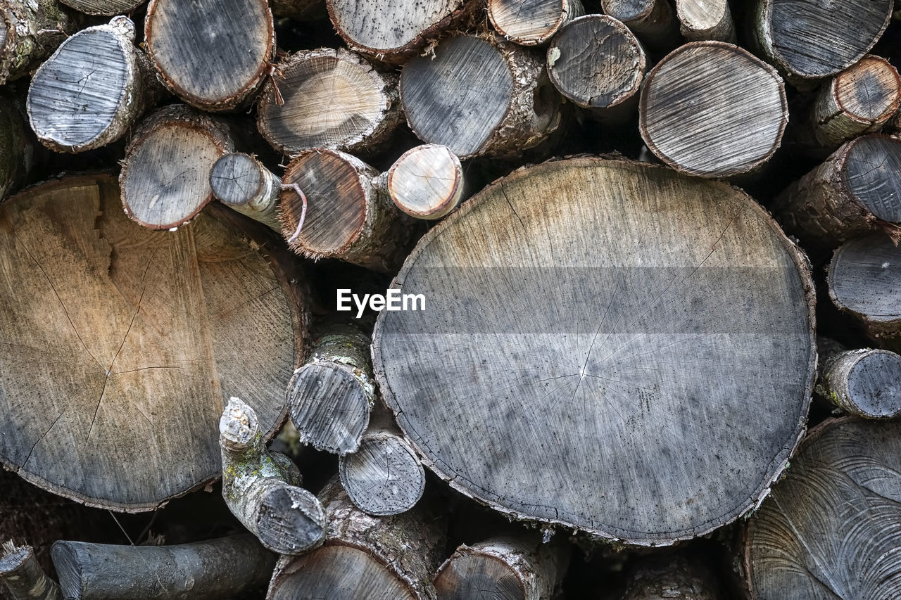 Close up of the section of a cut tree trunk