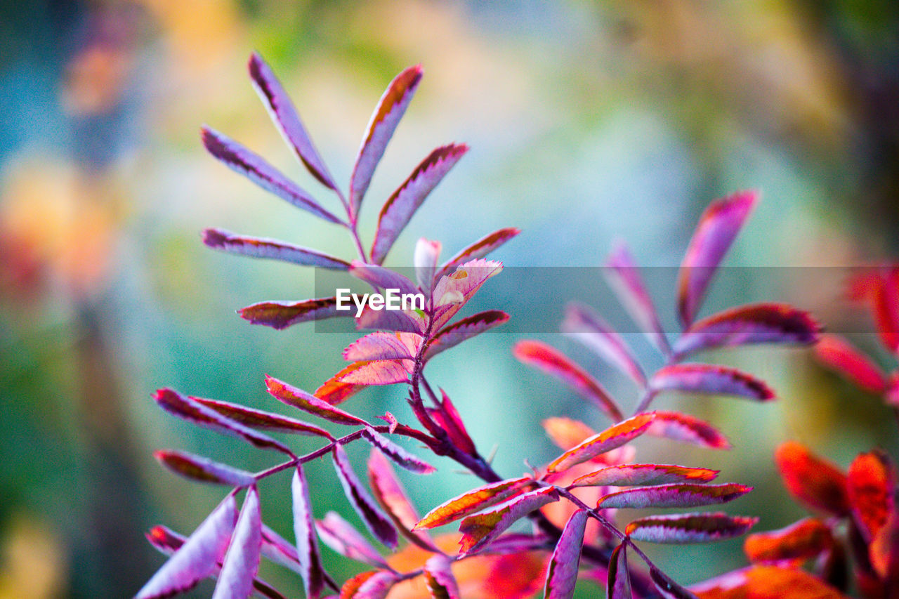 plant, flower, leaf, nature, beauty in nature, macro photography, plant part, multi colored, close-up, growth, no people, flowering plant, focus on foreground, outdoors, red, freshness, environment, wildflower, autumn, tree, vibrant color, food, food and drink, branch, selective focus, pink, tranquility, land, green