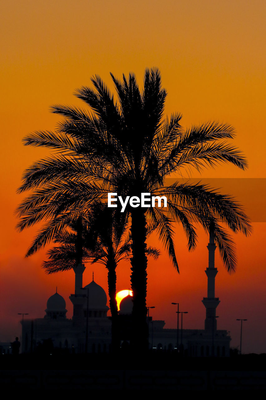 Silhouette palm trees at sunset