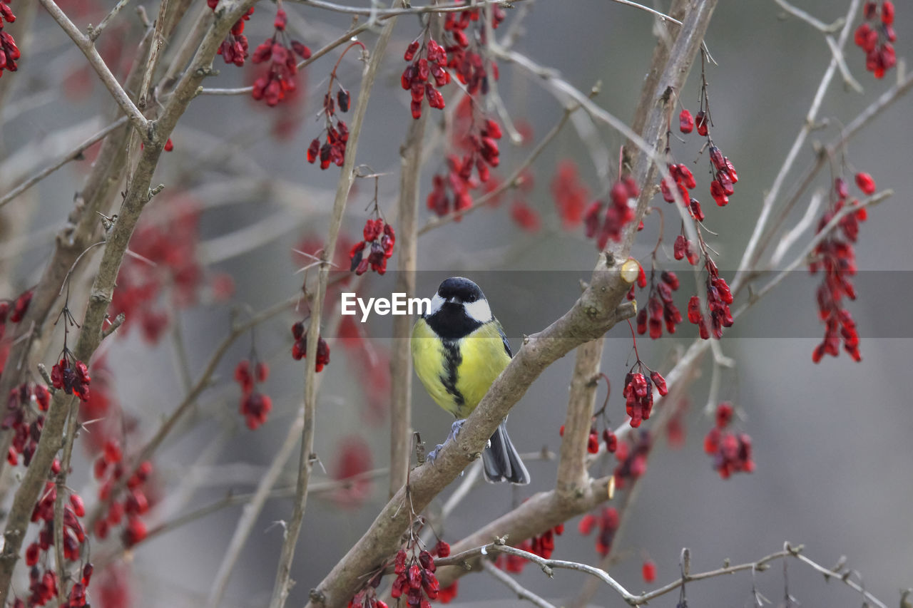 Great tit sits in bush with red berries