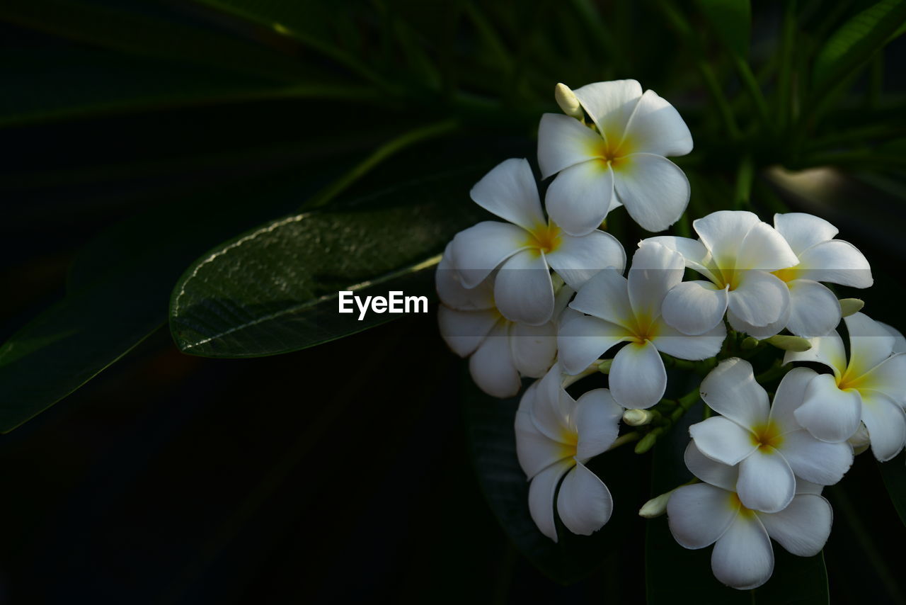 CLOSE-UP OF WHITE FLOWERING PLANT WITH FLOWERS