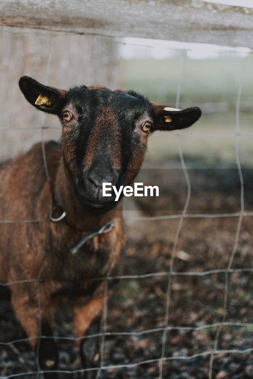Portrait of goat