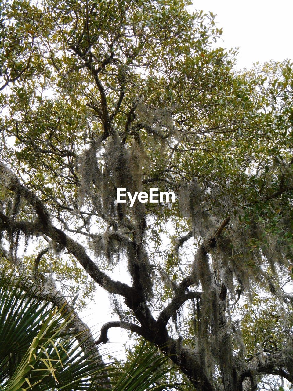 LOW ANGLE VIEW OF TREES AGAINST SKY