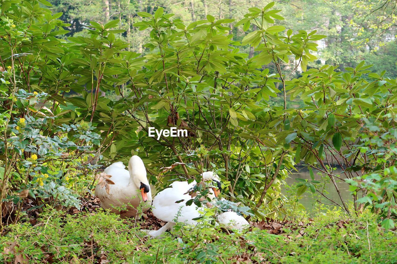 VIEW OF BIRDS BY PLANTS