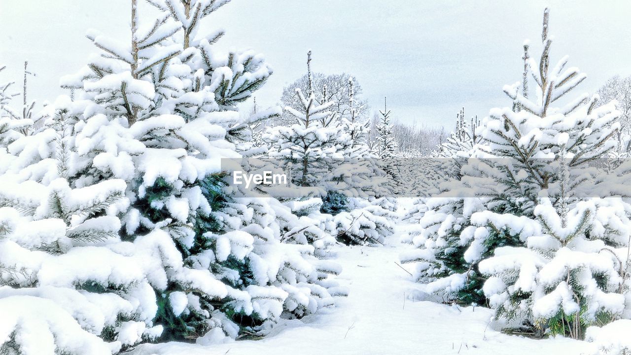 Snow covered trees on landscape