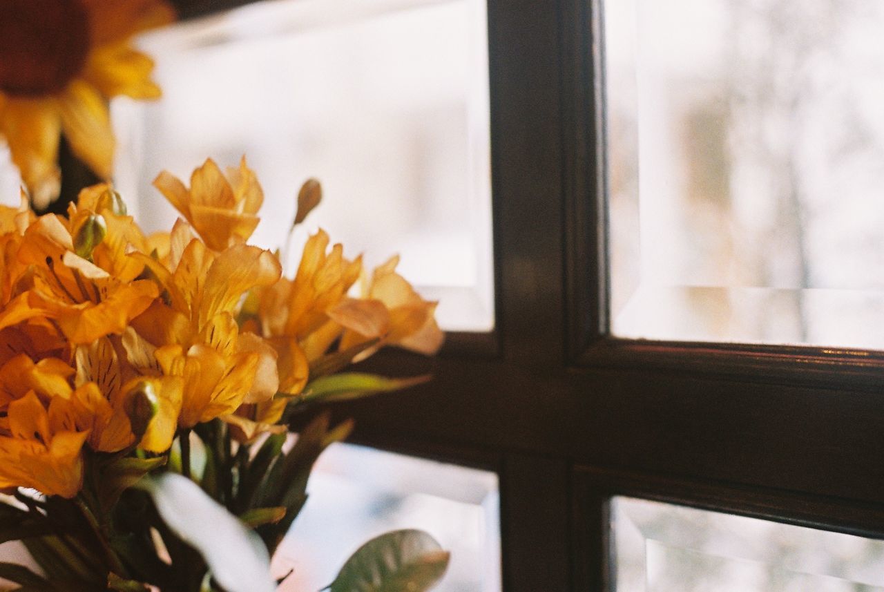 Close-up of yellow flowers against window at home