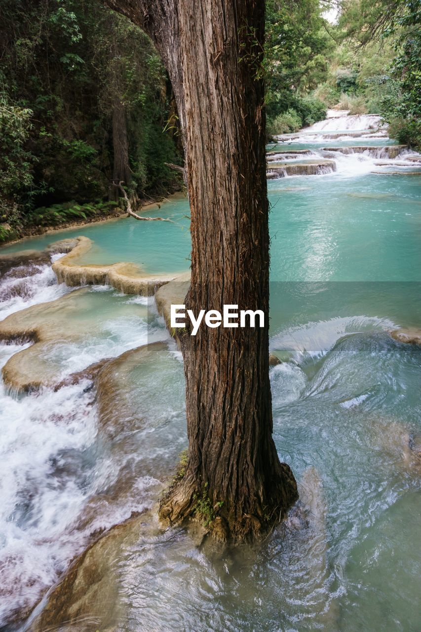 SCENIC VIEW OF RIVER FLOWING THROUGH TREES IN FOREST