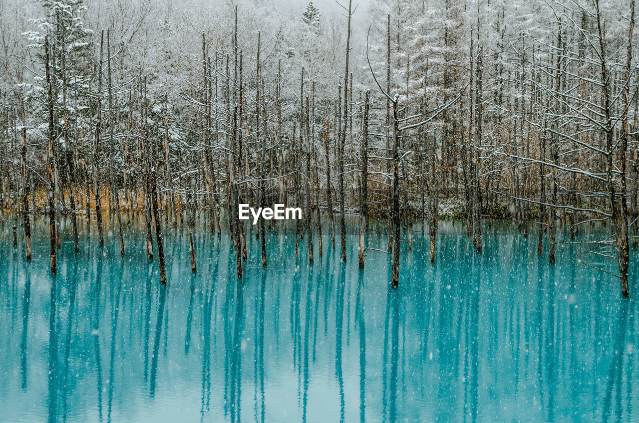 Bare trees in blue pond with reflection during snowfall