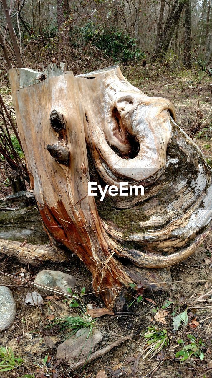 CLOSE-UP OF TREE TRUNK