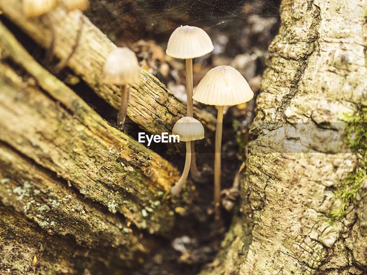 Close-up of mushrooms growing on tree