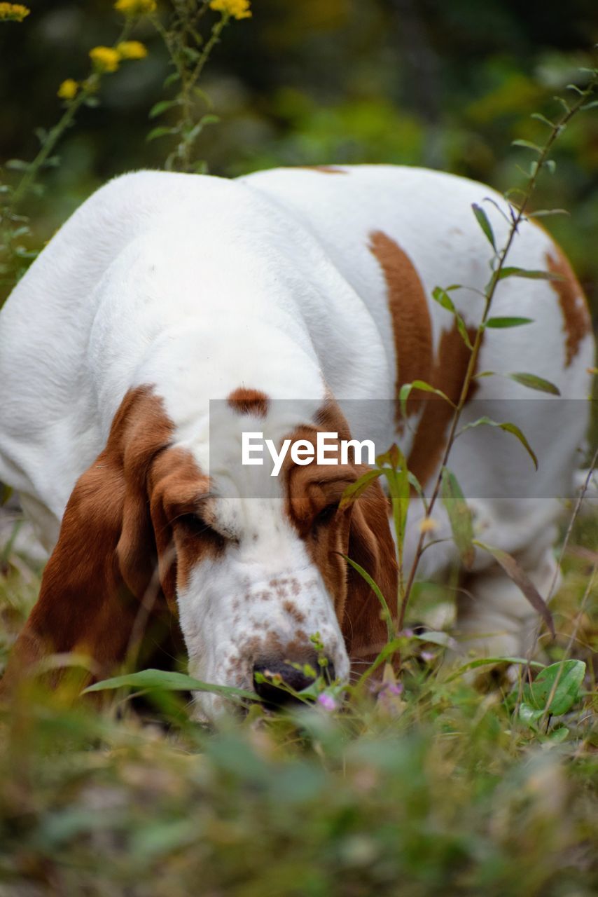 Close-up of a dog on field