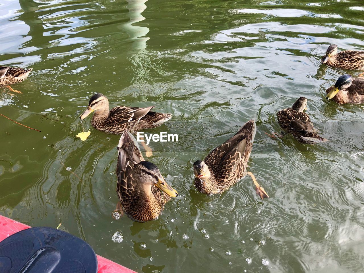 HIGH ANGLE VIEW OF MALLARD DUCK SWIMMING ON LAKE