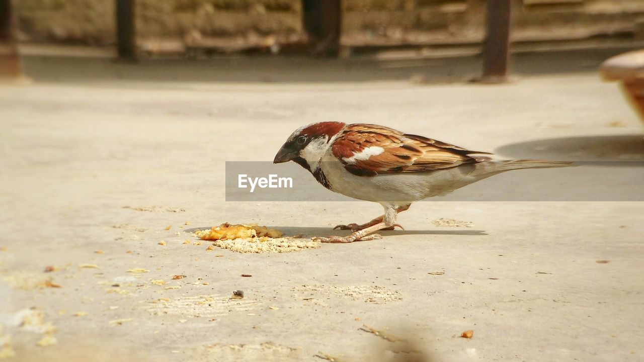 CLOSE-UP OF BIRD PERCHING ON LEAF