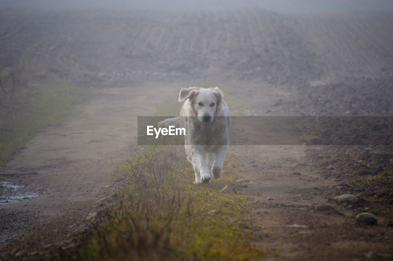 Dog running on dirt road