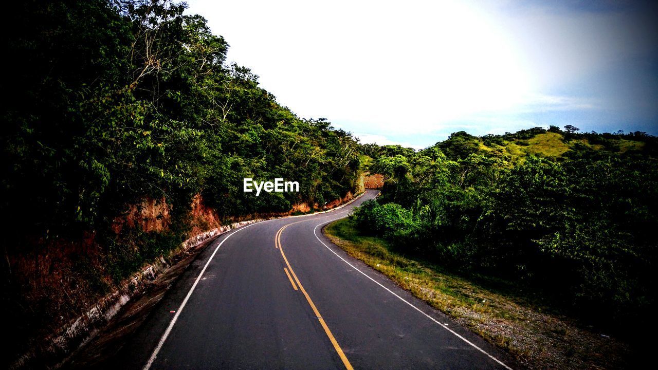 ROAD PASSING THROUGH TREES