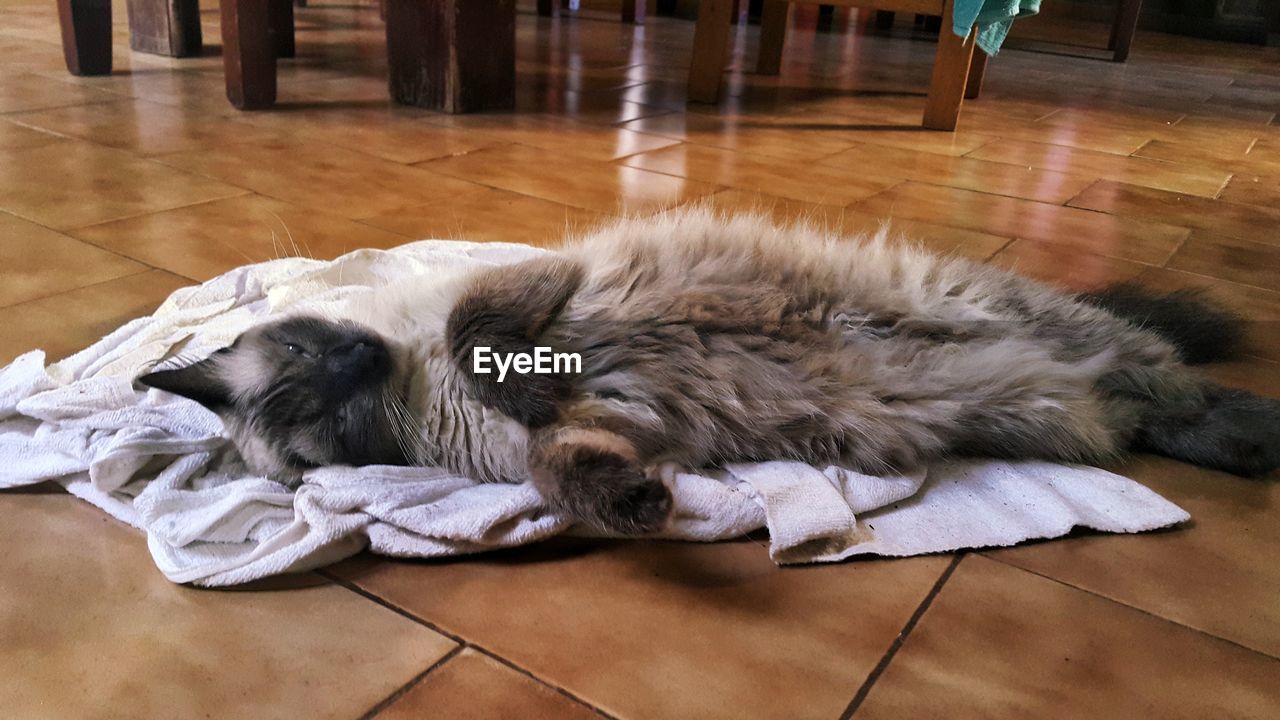 CAT SLEEPING ON BLANKET