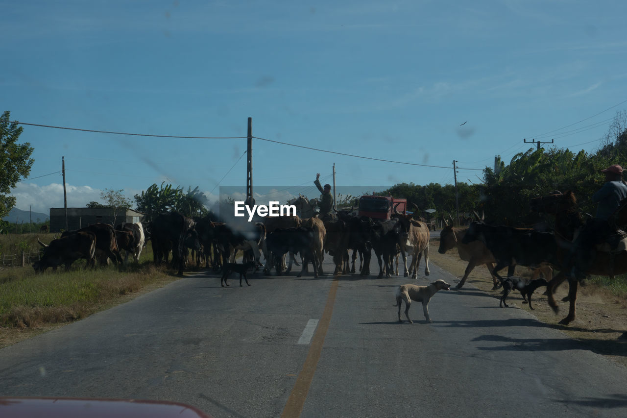 HORSES ON ROAD