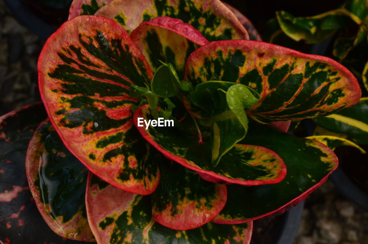 CLOSE-UP OF PLANT OUTDOORS