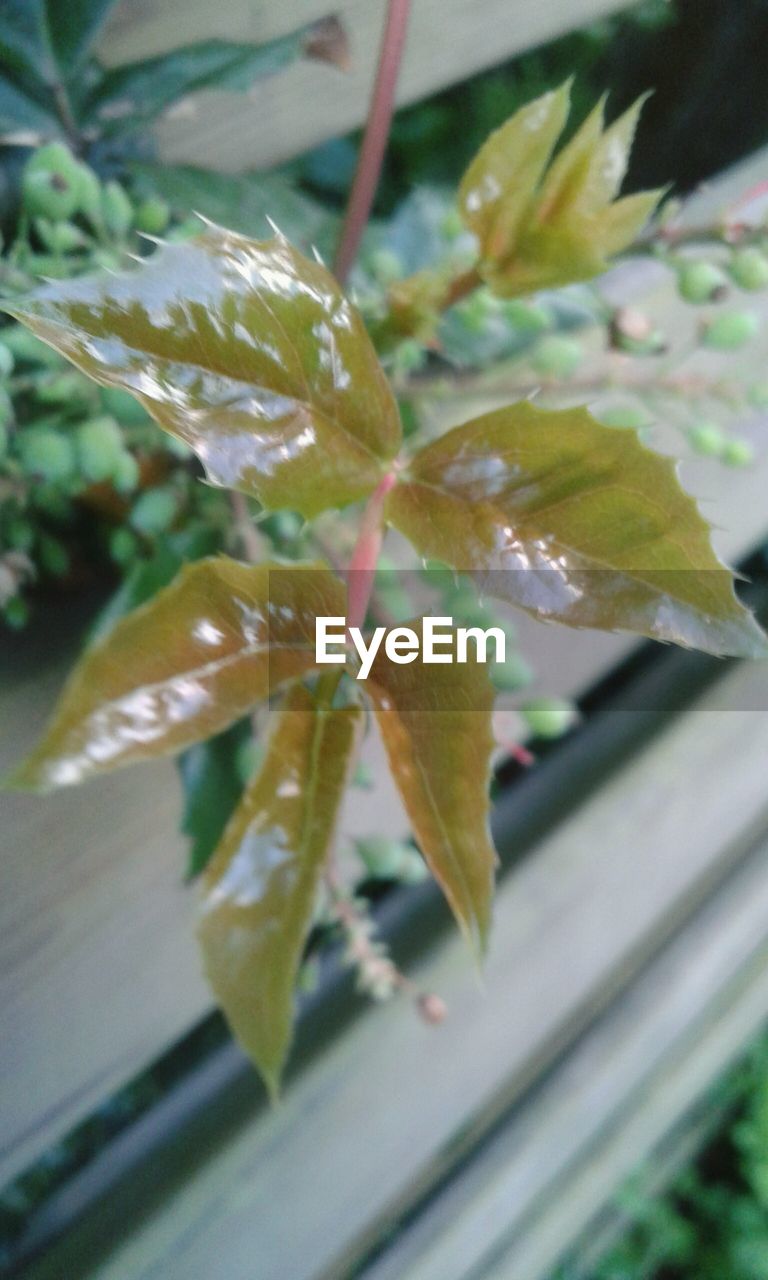 CLOSE-UP OF LEAVES ON TWIG