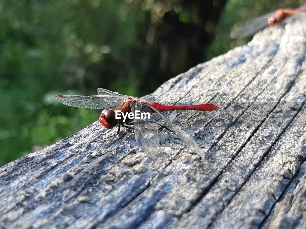 DRAGONFLY ON A WOOD