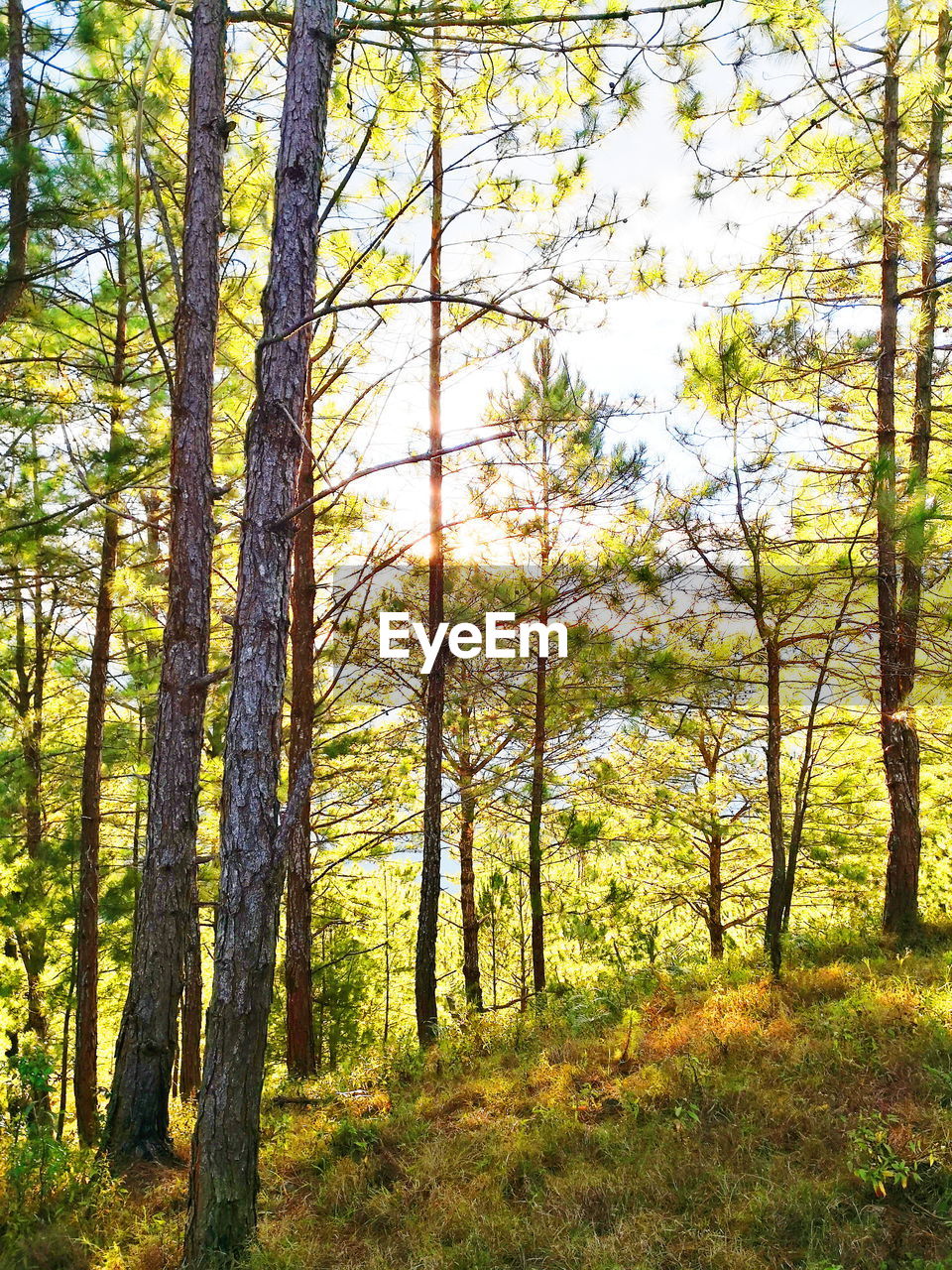 VIEW OF TREES IN FOREST