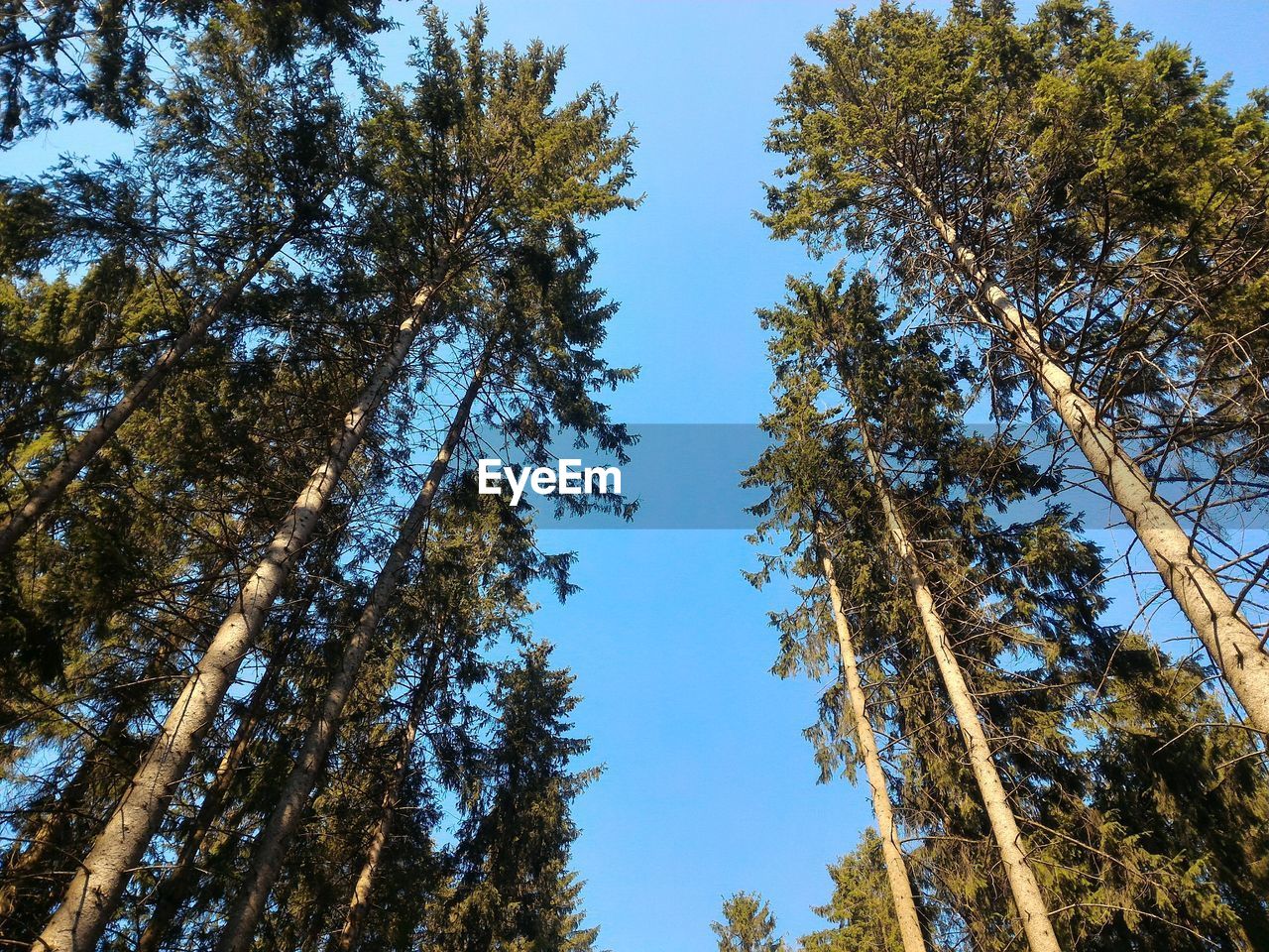 Low angle view of trees against sky