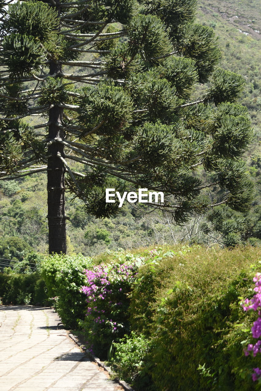 TREES AND PLANTS IN FOREST