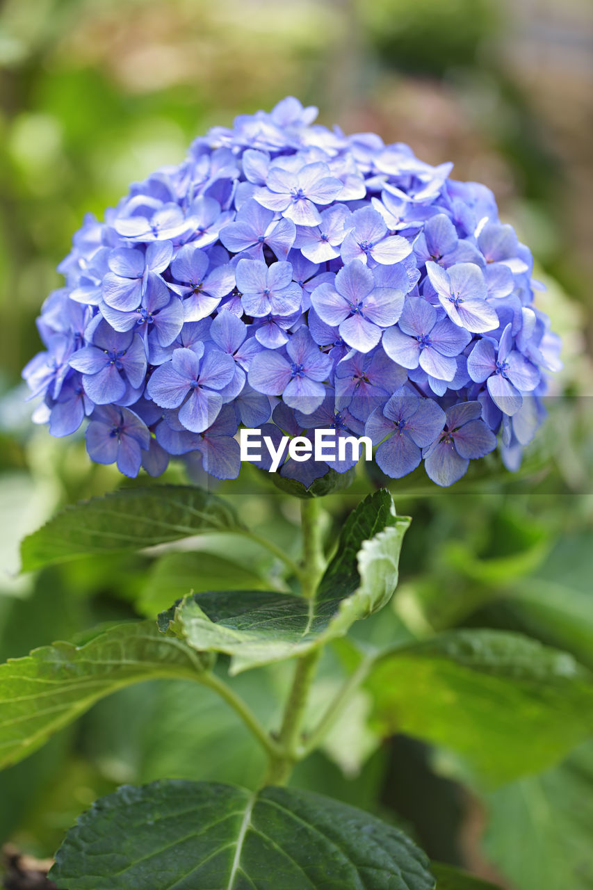 Close-up of purple hydrangea plant