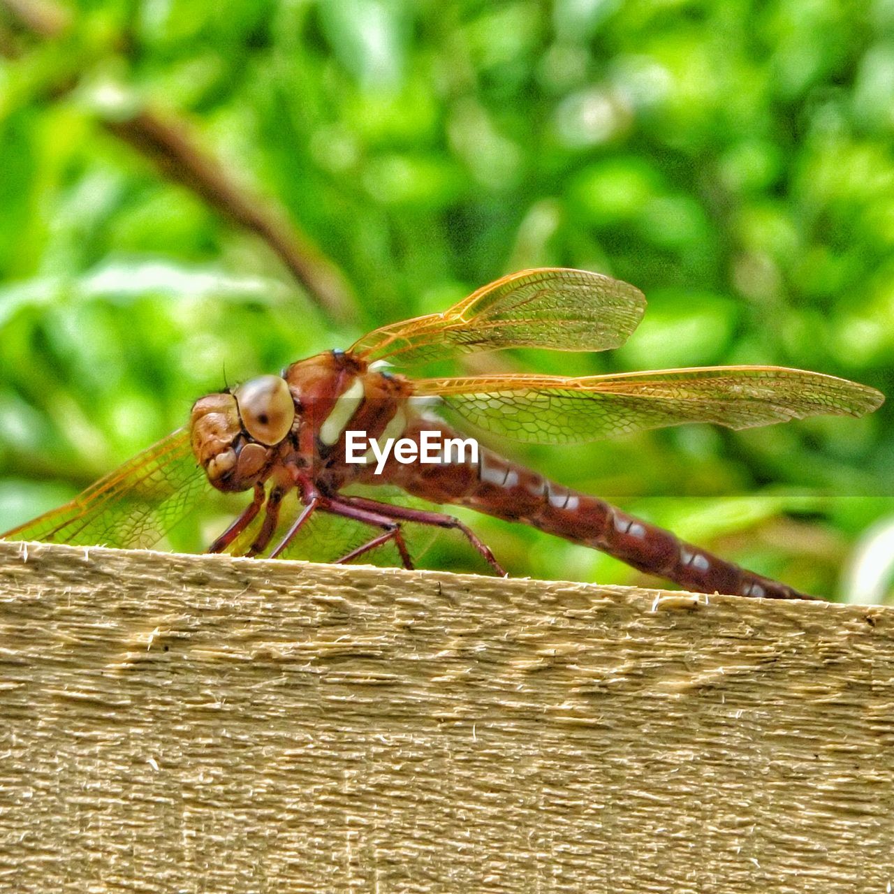 CLOSE-UP OF DRAGONFLY ON STEM