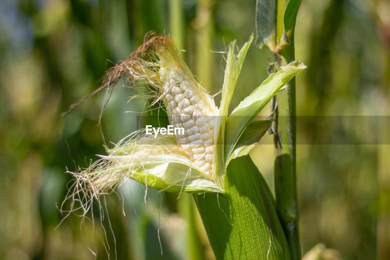 Corn in garden,beauty corn flower green corn field in asia