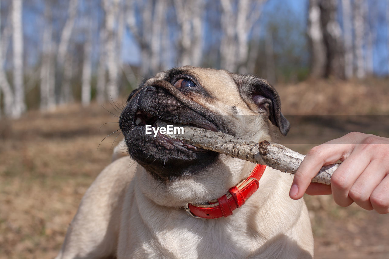 Pug drags a stick from a human hand on a background of blurred forest.