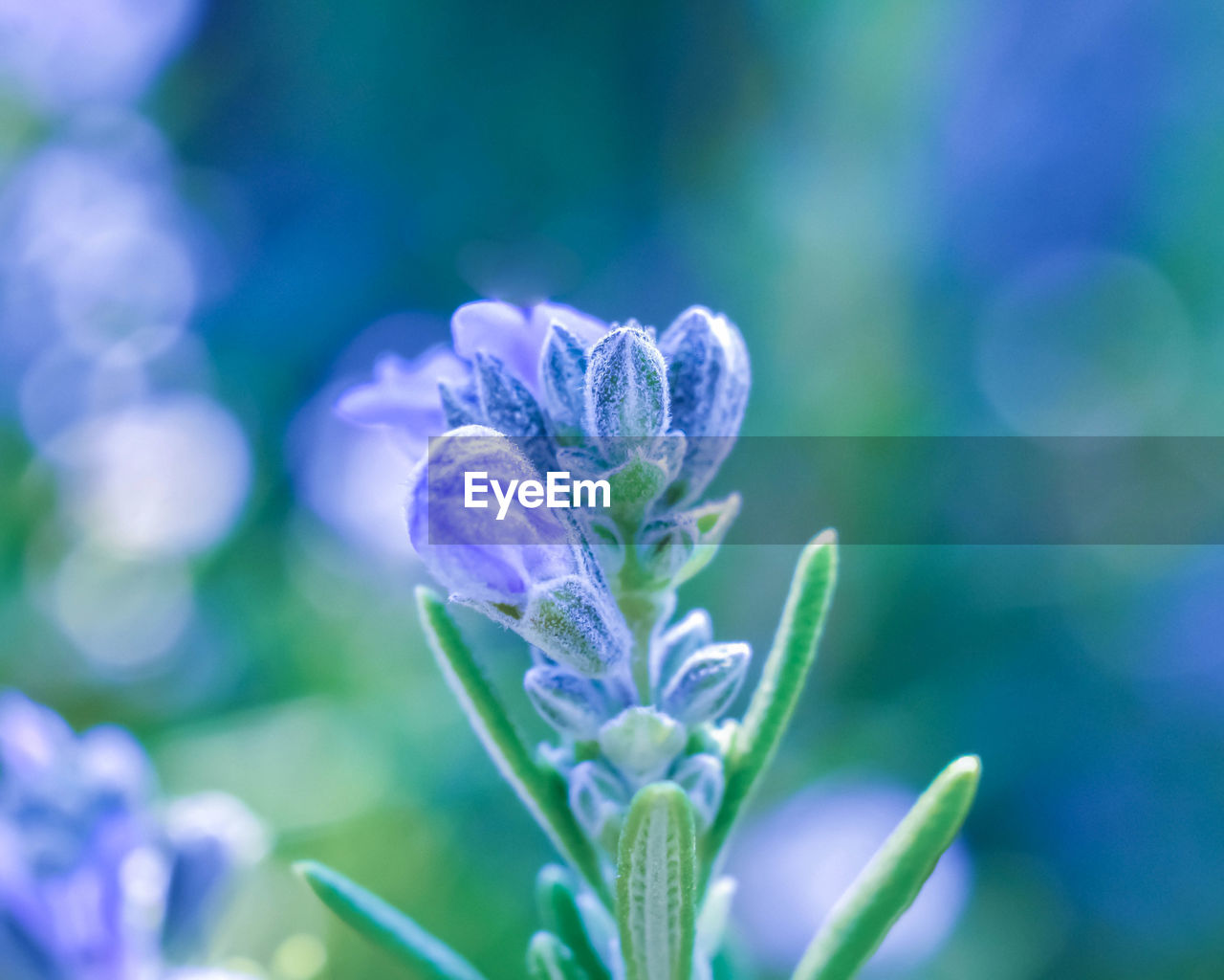 Close-up of purple flowering plant