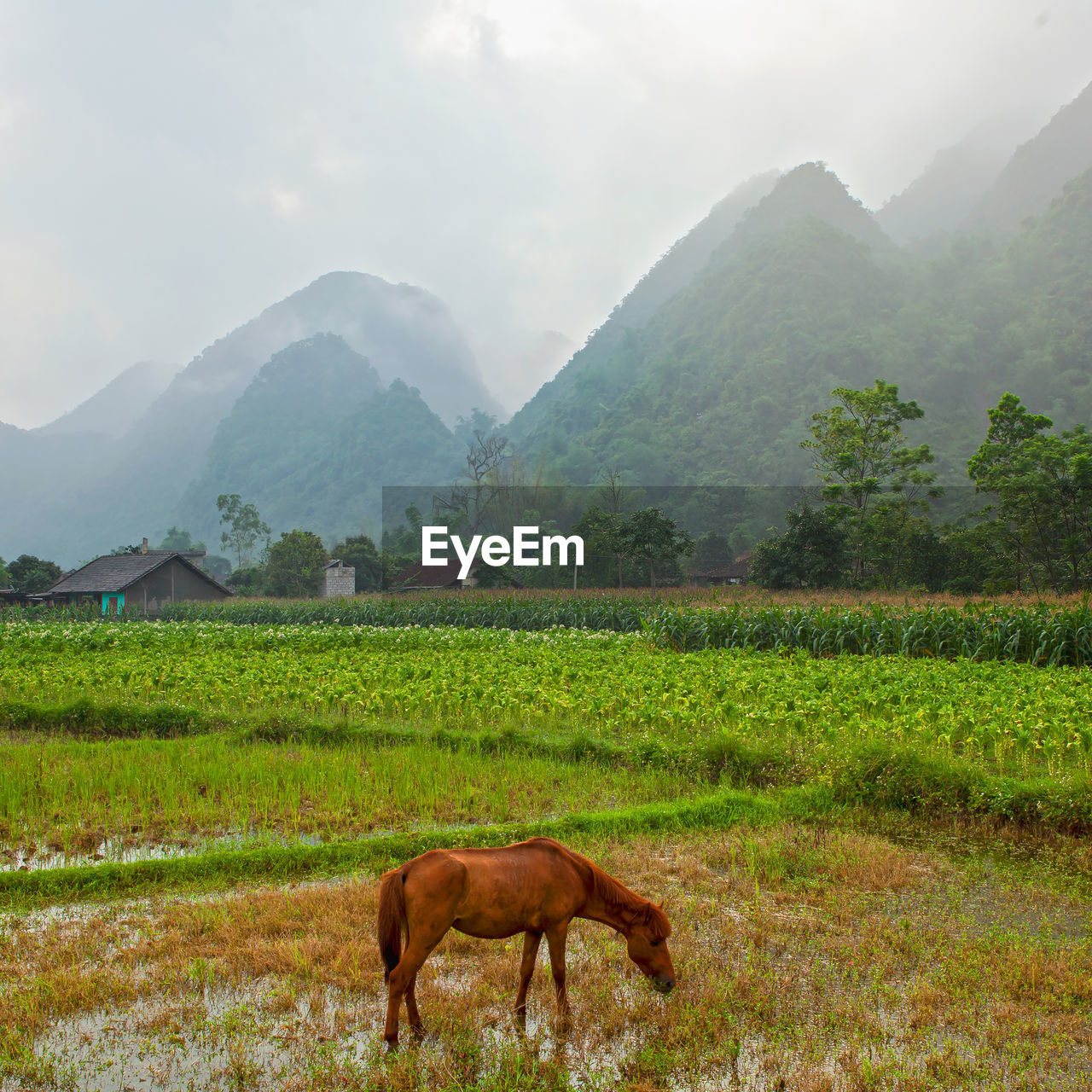 Horses in a field