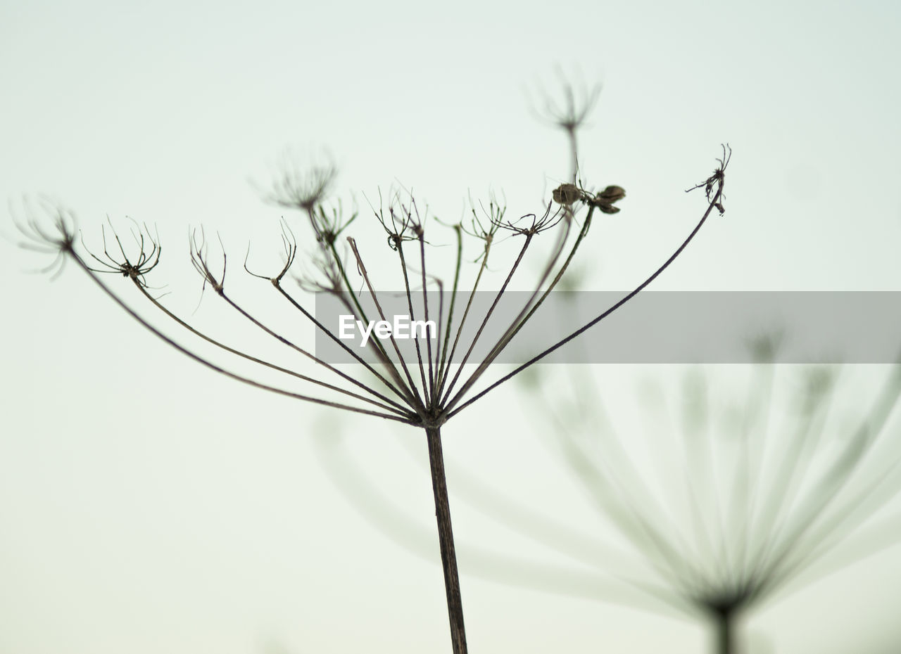 CLOSE-UP OF FLOWERS AGAINST BLURRED BACKGROUND