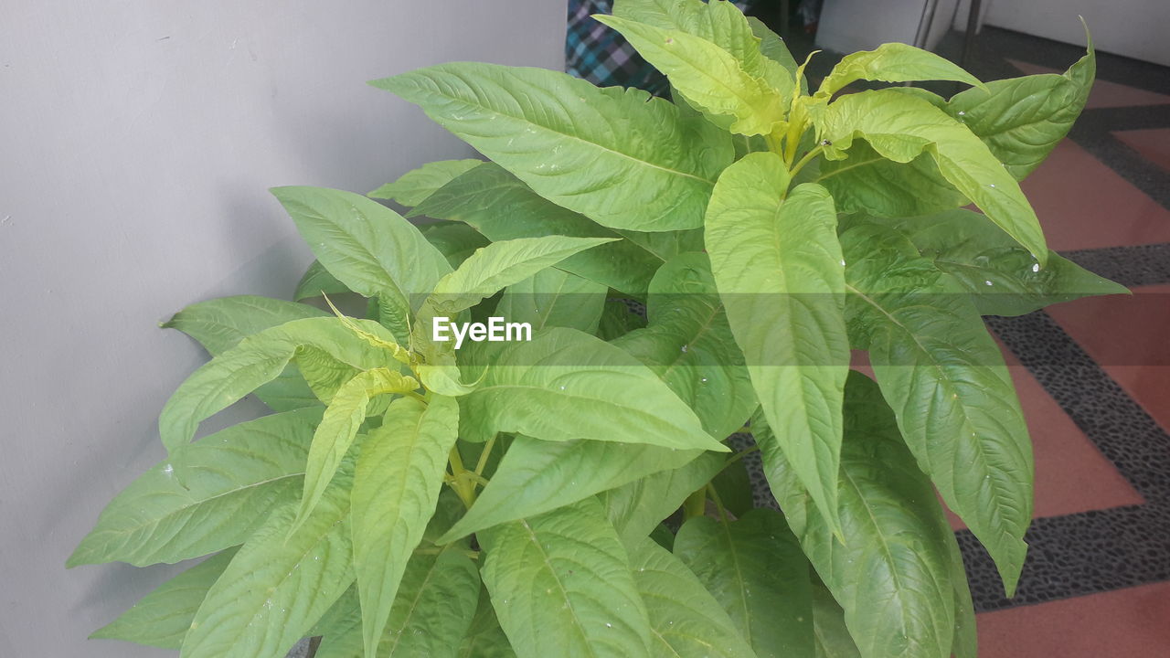 CLOSE-UP OF FRESH GREEN LEAVES AT HOME