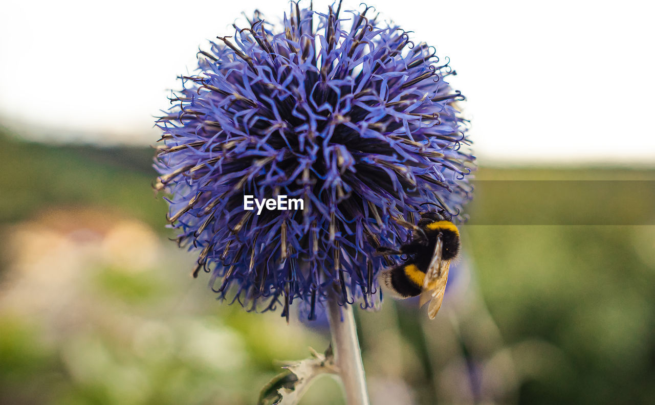 CLOSE-UP OF BEE ON FLOWER