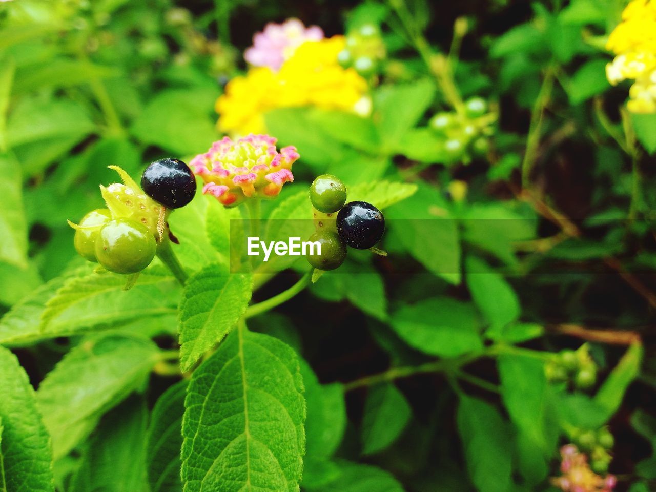 CLOSE-UP OF LADYBUG ON FLOWER