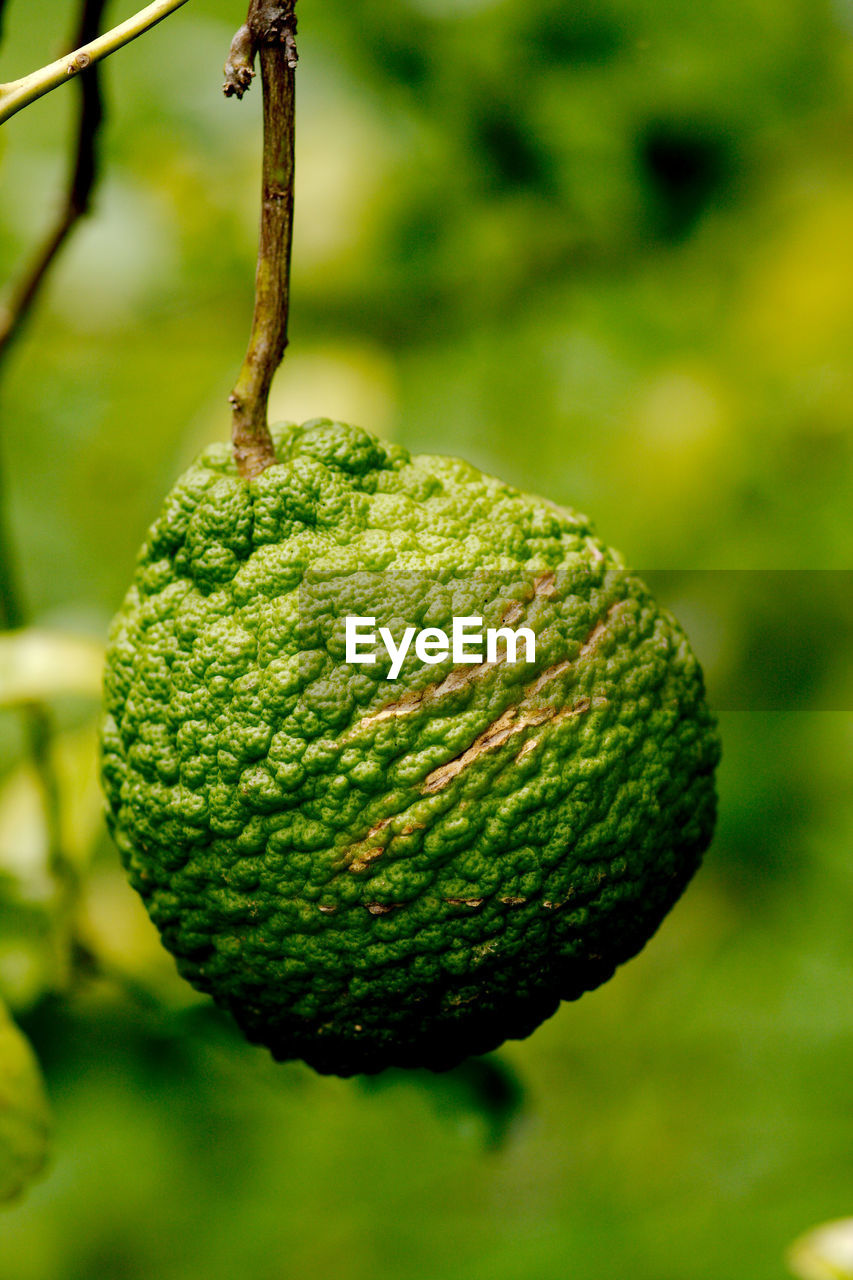 Bergamot, kaffir lime hanging on a tree in the cuban countryside.