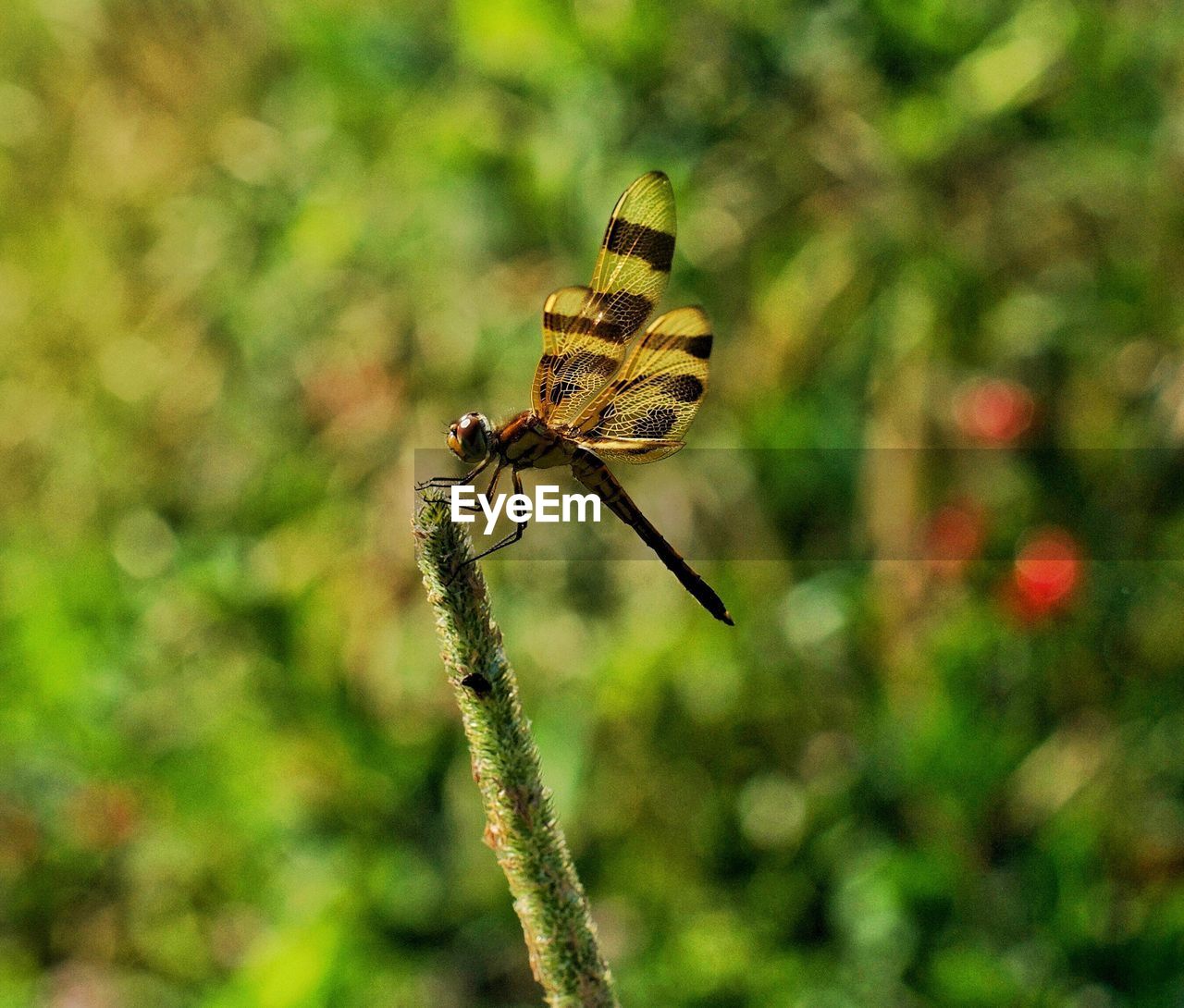 Close-up of dragonfly on flower