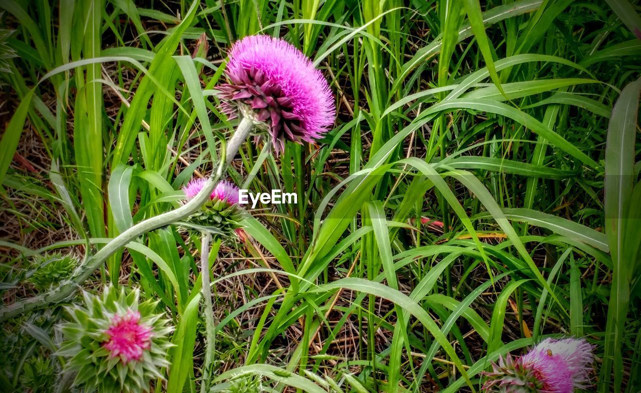 CLOSE-UP OF PURPLE FLOWERS BLOOMING IN PARK