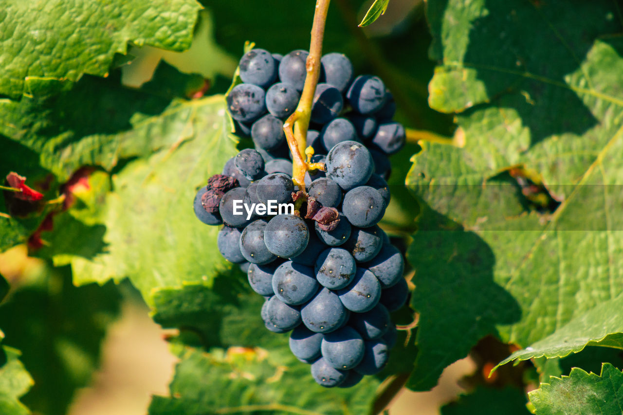 CLOSE-UP OF GRAPES