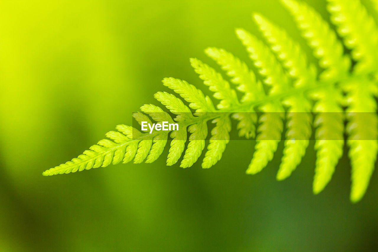 CLOSE-UP OF FERN LEAVES