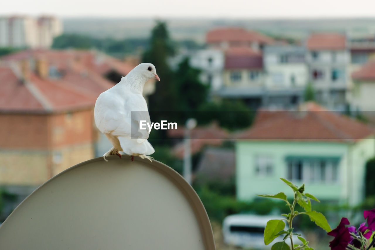 White dove sits high on the balcony and looks at the roofs of low-rise buildings. portrait of pigeon