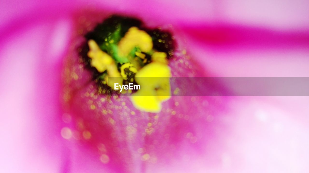 EXTREME CLOSE-UP OF INSECT ON PINK FLOWER